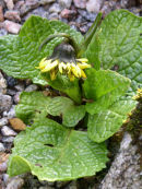 CC 3898 Cremanthodium sp.